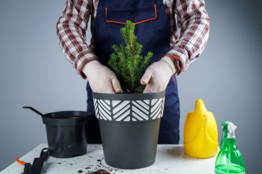İç mekan bitkileri naklediliyor. Evde bahçıvanlık. Bitki bakımı. İnsan, ladin bitkilerini eskisinden yenisine nakleder. Erkek bahçıvanın yeşil köknar ağacını çömleğe nakledişinin kırpılmış görüntüsü. İçeriye ekme.
