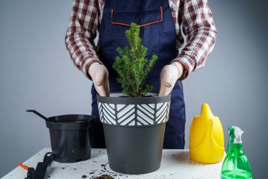 Üniformalı erkek bahçıvanın elleri ve eldiven nakledilen kozalaklı kozalaklı her zaman yeşil ağaçtan ev bitkisini gri arka planda yeni bir çömleğe yerleştirir. Küçük ladin ağacını büyük tencerede yeniliyorum..
