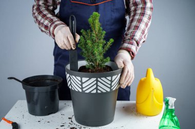 Üniformalı erkek bahçıvanın elleri ve eldiven nakledilen kozalaklı kozalaklı her zaman yeşil ağaçtan ev bitkisini gri arka planda yeni bir çömleğe yerleştirir. Küçük ladin ağacını büyük tencerede yeniliyorum.