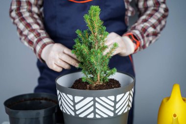 Bahçe işleri konsepti. Yeni bitkilerin kökeni naklediliyor ve tohumlanıyor. El ve tencerelere yakın çekim. Erkek bahçıvan ev bitkisi Conic Ladin 'i gri bir duvarın arka planında yeni bir çömleğe naklediyor.