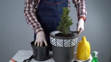 Bahçe işleri konsepti. Yeni bitkilerin kökeni naklediliyor ve tohumlanıyor. El ve tencerelere yakın çekim. Erkek bahçıvan ev bitkisi Conic Ladin 'i gri bir duvarın arka planında yeni bir çömleğe naklediyor.