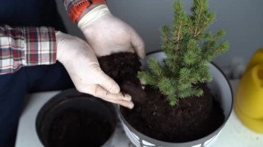 Üniformalı erkek bahçıvanın elleri ve eldiven nakledilen kozalaklı kozalaklı her zaman yeşil ağaçtan ev bitkisini gri arka planda yeni bir çömleğe yerleştirir. Küçük ladin ağacını büyük tencerede yeniliyorum.