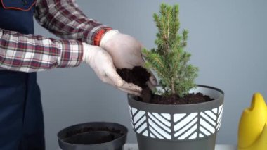Üniformalı erkek bahçıvanın elleri ve eldiven nakledilen kozalaklı kozalaklı her zaman yeşil ağaçtan ev bitkisini gri arka planda yeni bir çömleğe yerleştirir. Küçük ladin ağacını büyük tencerede yeniliyorum.