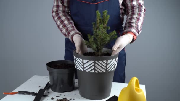 Transplanteren van binnenplanten. Thuis tuinieren. Plantenverzorging. De mens transplanteert sparren planten van oude pot naar nieuwe. Gekropt zicht op mannelijke tuinman die groene dennenboom in pot transplanteert. Binnenshuis planten — Stockvideo