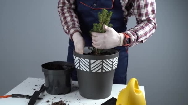 内灰色の背景に針葉樹常緑樹の属の制服や手袋移植家の植物で男性庭師の手を閉じると、新しい鍋に。大きな鍋に小さなトウヒの木を植え替える — ストック動画