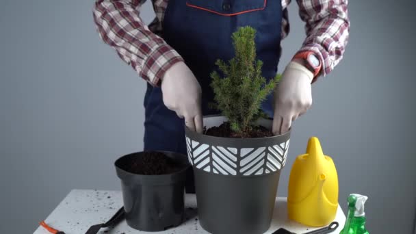 Hands close-up of male gardener in uniform and gloves transplants house plant of genus of coniferous evergreen trees into new pot on gray background inside. Replanting small spruce tree in big pot — Stock Video