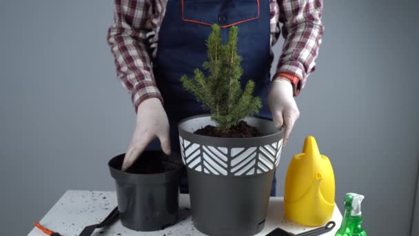 Transplanteren van binnenplanten. Thuis tuinieren. Plantenverzorging. De mens transplanteert sparren planten van oude pot naar nieuwe. Gekropt zicht op mannelijke tuinman die groene dennenboom in pot transplanteert. Binnenshuis planten — Stockvideo