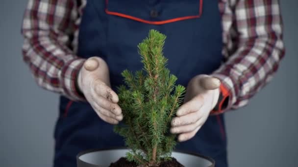 Conceito de jardinagem. Transplante e semeadura de novas plantas abeto. Feche em mãos e potes. Homem jardineiro transplantes planta de sala Abeto cônico em novo pote dentro no fundo de uma parede cinza — Vídeo de Stock