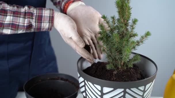 Gardening concept. Transplanting and seeding new plants fir-tree. Closeup on hands and pots. Man gardener transplants houseplant Conic spruce in new pot inside on the background of a gray wall — Stock Video