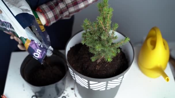 Hands of male gardener transplant small fir tree into new pot in studio on gray background. Gardening and care of domestic plants. Transplanting houseplant spruce from small to large pot at home — Stock Video