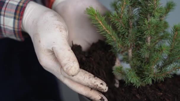 Trädgårdskoncept. Omplantering och sådd av nya växter gran-träd. Närbild på händer och krukor. Man trädgårdsmästare transplantat krukväxt Conic gran i ny kruka inne på bakgrunden av en grå vägg — Stockvideo