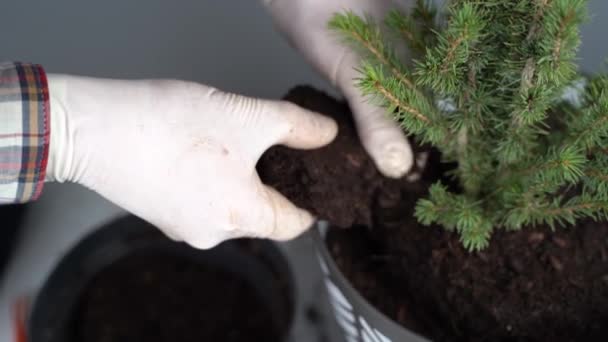 Handen van mannelijke tuinman transplanteren kleine dennenboom in nieuwe pot in studio op grijze achtergrond. Tuinieren en onderhoud van huishoudelijke planten. Transplanteren van huisseplant sparren van kleine naar grote pot thuis — Stockvideo