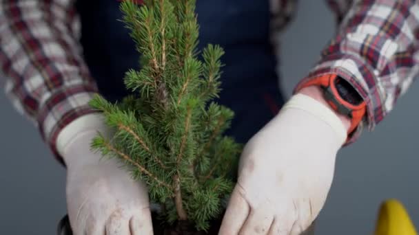 Concetto di giardinaggio. Trapianto e semina di nuove piante abete. Primo piano su mani e pentole. Uomo giardiniere trapianti pianta d'appartamento Abete rosso conico in nuovo vaso all'interno sullo sfondo di una parete grigia — Video Stock