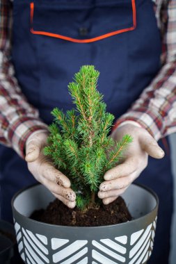 Erkek bahçıvan elleri küçük köknar ağacını gri arka plandaki stüdyoda yeni bir çömleğe nakleder. Bahçecilik ve yerli bitkilerin bakımı. Evdeki küçük çömlekten büyük çömleğe ladin nakli..