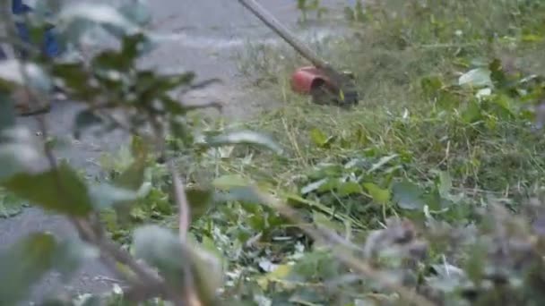 Tondeuse professionnelle au bord de la route. Travailleur utilitaire avec coupe-brosse pour enlever l'herbe. Le jardinier fauche les mauvaises herbes. Un homme avec une tondeuse à essence. Travailleur en salopette tondre l'herbe sur la pelouse avec tondeuse près de la chaussée — Video