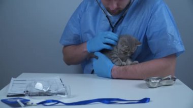 Steteskoplu veteriner doktor hayvan kliniğindeki masada İskoç heteroseksüel soyundan küçük yaramaz kediyi inceliyor. Veteriner sağlık uzmanı evcil hayvan hastanesinde kedi yavrusunu muayene ediyor.