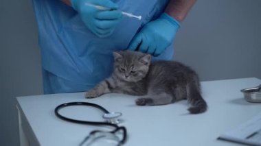 Veteriner kliniğindeki doktor kedi yavrusunu kontrol ediyor. Klinikteki masada kediyi muayene eden veteriner. Veteriner bakımı. Erkek veteriner kedilerin sağlığını kontrol eder. Gri kedi veteriner kliniğinde check-up yaptırıyor.