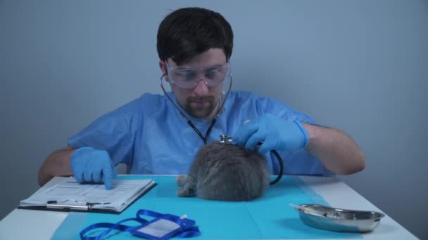 Tierärztlicher Dienst in der Klinik. Tierarzt untersucht kleine Katze mit Stethoskop auf Kliniktisch. Tierarzt untersucht Kätzchen im Tierkrankenhaus Stammbaum Scottish Straight Kitten vom Arzt untersucht — Stockvideo