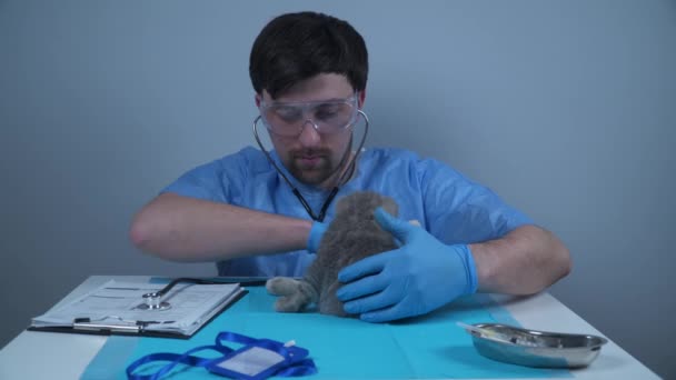 Médico veterinário com estetoscópio examinando pequeno gatinho safado engraçado da raça Straight escocesa na mesa na clínica animal. Vet profissional de saúde examinando gatinho no hospital pet — Vídeo de Stock