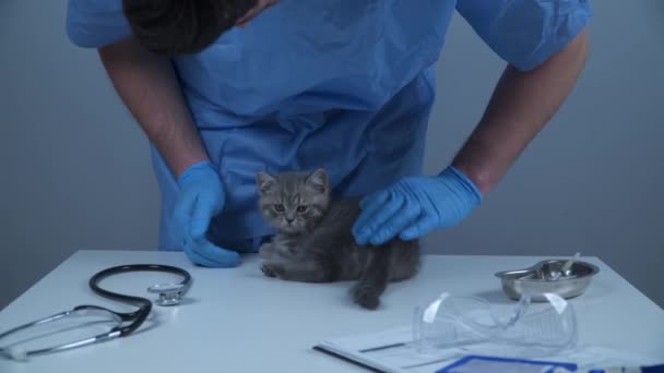 Tierärztlicher Dienst in der Klinik. Tierarzt untersucht kleine Katze mit Stethoskop auf Kliniktisch. Tierarzt untersucht Kätzchen im Tierkrankenhaus Stammbaum Scottish Straight Kitten vom Arzt untersucht — Stockvideo