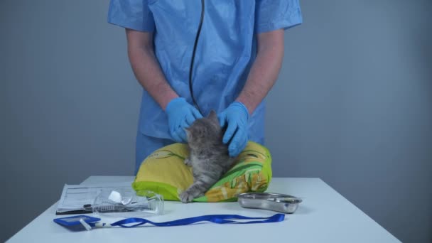 Medicina veterinária. Médico veterano a examinar gato miúdo no hospital de animais. Cuidados de saúde animais de estimação. Tratamento de animais domésticos. Profissional veterinário no trabalho. Kitty fazendo check-up na clínica veterinária — Vídeo de Stock