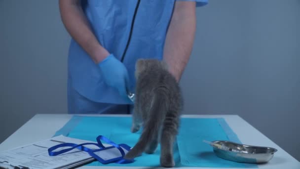 Serviço veterinário na clínica. Veterinário que examina pequeno gato com estetoscópio na mesa de clínica. Médico veterinário examinando gatinhos no hospital animal. Pedigree Scottish Gatinho heterossexual examinado pelo médico — Vídeo de Stock
