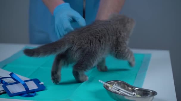 Médico veterinario con estetoscopio examinando pequeño gatito travieso divertido de raza heterosexual escocesa en la mesa en clínica animal. Veterinaria profesional de la salud examinando gatito en animal doméstico hospital — Vídeo de stock