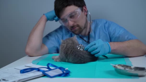 Medicina veterinaria. Médico veterinario examinando gato cabrito tabby en hospital animal. Mascotas atención médica. Tratamiento de animales domésticos. Profesional veterinario en el trabajo. Kitty haciendo chequeo en clínica veterinaria — Vídeos de Stock