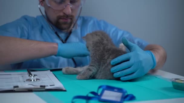 Médico veterinário com estetoscópio examinando pequeno gatinho safado engraçado da raça Straight escocesa na mesa na clínica animal. Vet profissional de saúde examinando gatinho no hospital pet — Vídeo de Stock