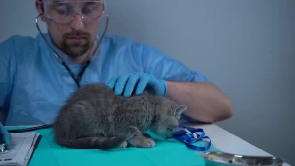 Médico na clínica veterinária a verificar o gatinho. Veterinário examinando gato na mesa na clínica. Cuidados veterinários. Veterinário masculino examinar a saúde kittys. Gatinho cinzento fazendo check-up na clínica veterinária — Vídeo de Stock