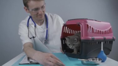 Erkek veteriner, klinikteki muayene masasında hayvan taşıyan İskoç heteroseksüel kedi yavrusunun sağlık kontrolü hakkında notlar alıyor. Veterinerlik, tekir kedinin yanındaki panoda. Sağlık hayvanlarını kontrol et