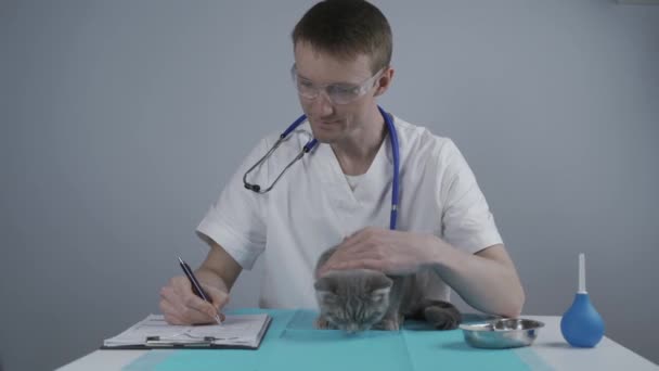 Кот в корзине для животных на столе ветеринарной клиники с лечащим врачом. Мужчина ветеринар в белом медицинском костюме делает заметки за столом осмотра и веселится с шотландским натуралом — стоковое видео