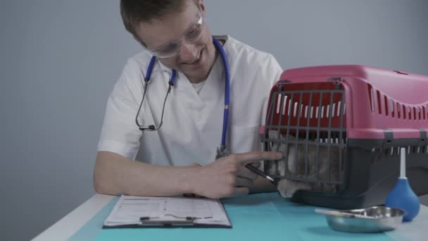 Veterinario masculino toma notas sobre el chequeo de salud del gatito heterosexual escocés gris en el portador de animales en la mesa de examen en la clínica. Veterinario de cableado en portapapeles cerca de gato tabby. Comprobar la salud animal — Vídeos de Stock