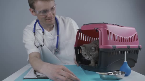 Мужчина-ветеринар делает заметки о проверке здоровья серого шотландского прямоходящего котенка в носителе животных на столе в клинике. Ветеринар, живущий на планшете рядом с Тэбби Кэт. Проверьте здоровье животных — стоковое видео