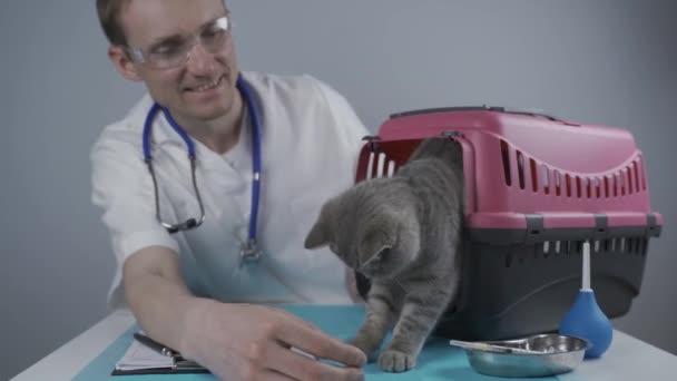 Кот в корзине для животных на столе ветеринарной клиники с лечащим врачом. Мужчина ветеринар в белом медицинском костюме делает заметки за столом осмотра и веселится с шотландским натуралом — стоковое видео