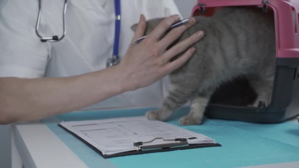 Manlig veterinär antecknar om hälsokontroll av grå skotsk Rak kattunge i djurhållare på undersökningsbordet på kliniken. Veterinär wiriting på Urklipp nära tabby katt. Kontroll av hälsodjur — Stockvideo