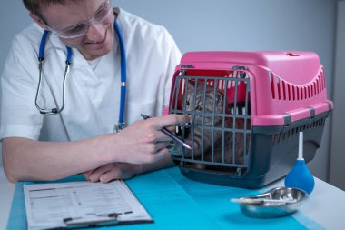 Hayvan doktoruyla veteriner kliniğinin muayene masasında. Beyaz takım elbiseli erkek veteriner muayene masasında notlar alıyor ve İskoç heteroseksüel kediyle eğleniyor..