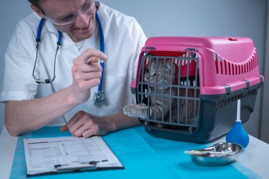 Tekir, şirin bir kedi, İskoç heteroseksüel, hayvan hastanesinde veteriner doktoruna gidiyor. Muayene masasında evcil hayvan taşıyıcısının yanındaki klinikte panosu olan mutlu Avrupalı veteriner. Veterinerlik pratiği.