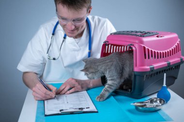 Tekir, şirin bir kedi, İskoç heteroseksüel, hayvan hastanesinde veteriner doktoruna gidiyor. Muayene masasında evcil hayvan taşıyıcısının yanındaki klinikte panosu olan mutlu Avrupalı veteriner. Veterinerlik pratiği.