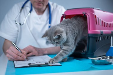 Hayvan doktoruyla veteriner kliniğinin muayene masasında. Beyaz takım elbiseli erkek veteriner muayene masasında notlar alıyor ve İskoç heteroseksüel kediyle eğleniyor..