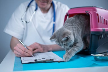 Tekir, şirin bir kedi, İskoç heteroseksüel, hayvan hastanesinde veteriner doktoruna gidiyor. Muayene masasında evcil hayvan taşıyıcısının yanındaki klinikte panosu olan mutlu Avrupalı veteriner. Veterinerlik pratiği.