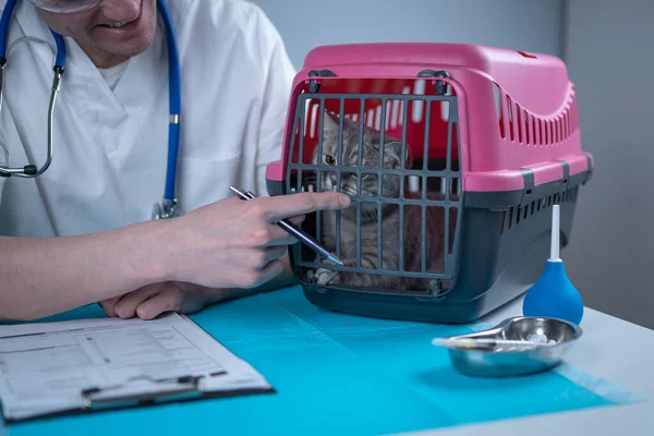 Male veterinarian takes notes on health check of gray Scottish Straight kitten in animal carrier on examination table in clinic. Veterinarian wiriting on clipboard near tabby cat. Check health animal.