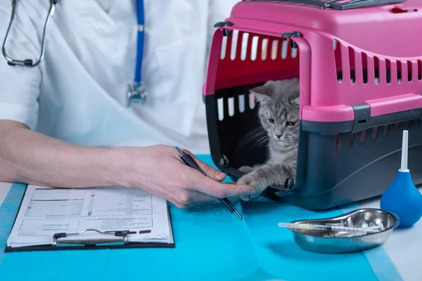 Erkek veteriner, klinikteki muayene masasında hayvan taşıyan İskoç heteroseksüel kedi yavrusunun sağlık kontrolü hakkında notlar alıyor. Veterinerlik, tekir kedinin yanındaki panoda. Sağlık hayvanlarını kontrol et.