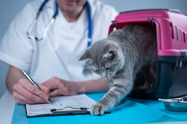 Cat in pet carrier on examination table of veterinarian clinic with pet doctor. Male veterinarian in white medical suit making notes at examination table and have fun with Scottish Straight kitten.