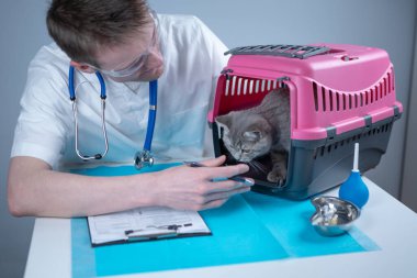 Hayvan doktoruyla veteriner kliniğinin muayene masasında. Beyaz takım elbiseli erkek veteriner muayene masasında notlar alıyor ve İskoç heteroseksüel kediyle eğleniyor..