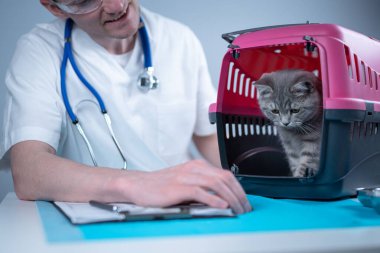 Hayvan doktoruyla veteriner kliniğinin muayene masasında. Beyaz takım elbiseli erkek veteriner muayene masasında notlar alıyor ve İskoç heteroseksüel kediyle eğleniyor..