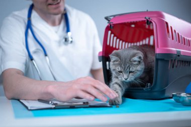 Tekir, şirin bir kedi, İskoç heteroseksüel, hayvan hastanesinde veteriner doktoruna gidiyor. Muayene masasında evcil hayvan taşıyıcısının yanındaki klinikte panosu olan mutlu Avrupalı veteriner. Veterinerlik pratiği.