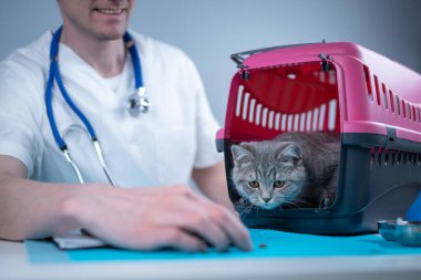 Erkek veteriner, klinikteki muayene masasında hayvan taşıyan İskoç heteroseksüel kedi yavrusunun sağlık kontrolü hakkında notlar alıyor. Veterinerlik, tekir kedinin yanındaki panoda. Sağlık hayvanlarını kontrol et.