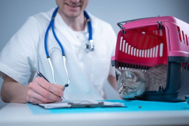 Tekir, şirin bir kedi, İskoç heteroseksüel, hayvan hastanesinde veteriner doktoruna gidiyor. Muayene masasında evcil hayvan taşıyıcısının yanındaki klinikte panosu olan mutlu Avrupalı veteriner. Veterinerlik pratiği.