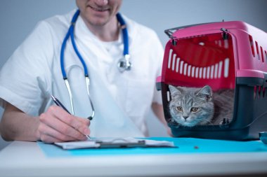 Tekir, şirin bir kedi, İskoç heteroseksüel, hayvan hastanesinde veteriner doktoruna gidiyor. Muayene masasında evcil hayvan taşıyıcısının yanındaki klinikte panosu olan mutlu Avrupalı veteriner. Veterinerlik pratiği.